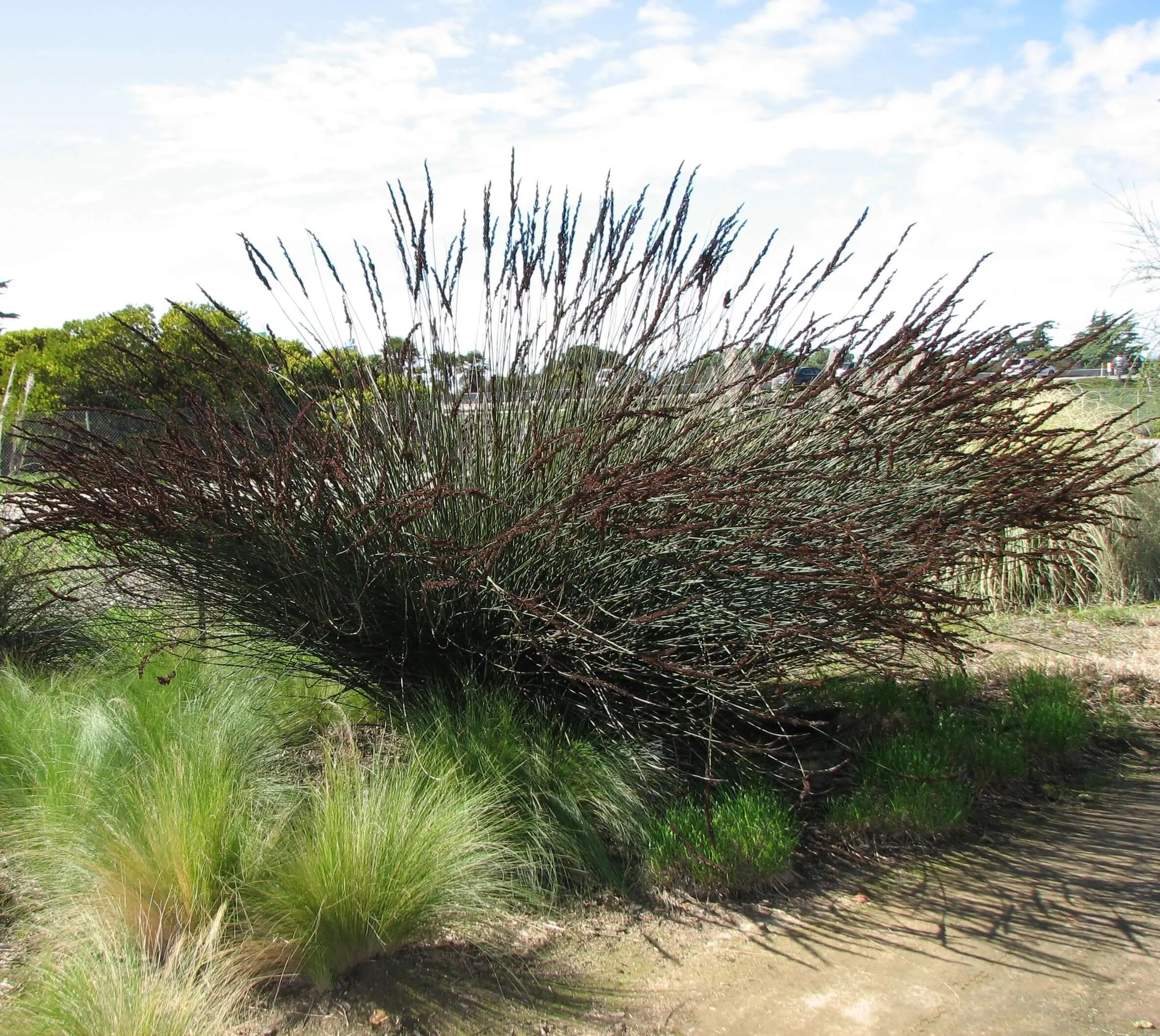 Large Cape Rush